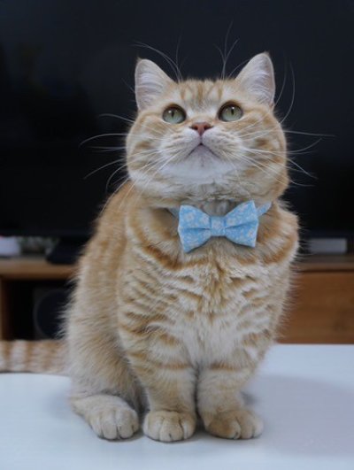 画像2: MODA・モダファブリックシリーズ・Dainty Meadow（デインティメドウ）・リボン猫首輪・（水色リボン×水色首輪）