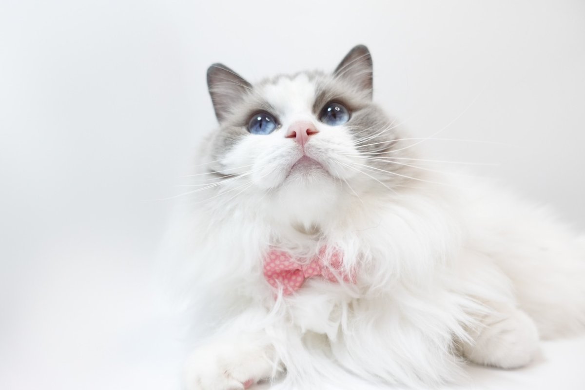 画像5: MODA・モダファブリックシリーズ・On The Bright Side（オンザブライトサイド）・リボン猫首輪・（ピンクドットリボン×イエロードット首輪） (5)