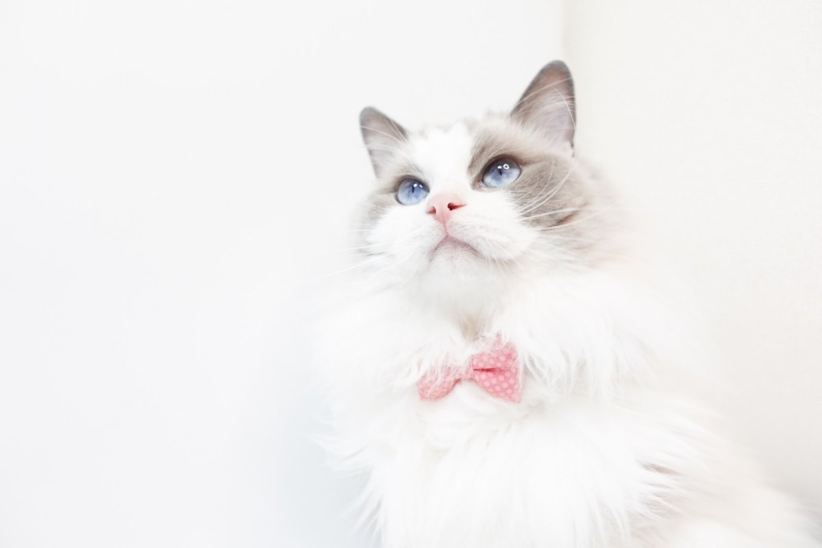 画像4: MODA・モダファブリックシリーズ・On The Bright Side（オンザブライトサイド）・リボン猫首輪・（ピンクドットリボン×イエロードット首輪） (4)