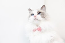 画像4: MODA・モダファブリックシリーズ・On The Bright Side（オンザブライトサイド）・リボン猫首輪・（ピンクドットリボン×イエロードット首輪） (4)