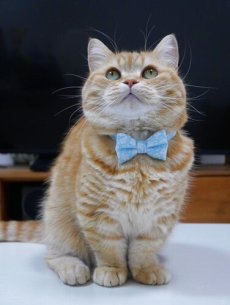 画像5: MODA・モダファブリックシリーズ・Dainty Meadow（デインティメドウ）・リボン猫首輪・（水色リボン×水色首輪） (5)