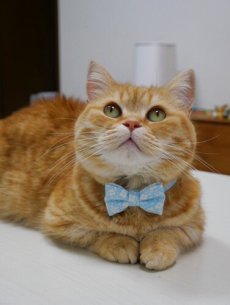画像6: MODA・モダファブリックシリーズ・Dainty Meadow（デインティメドウ）・リボン猫首輪・（水色リボン×水色首輪） (6)