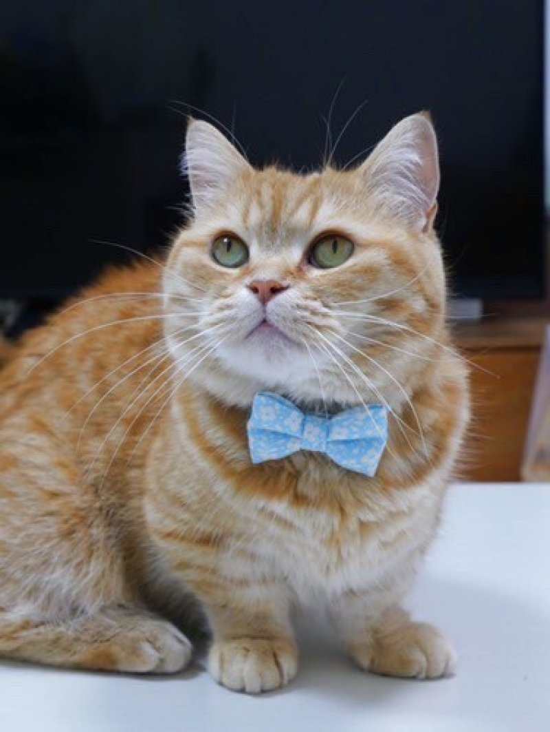 画像2: MODA・モダファブリックシリーズ・Dainty Meadow(デインティメドウ)・リボン猫首輪・(水色リボン×ピンクドット首輪)