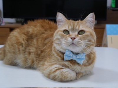 画像1: MODA・モダファブリックシリーズ・Dainty Meadow（デインティメドウ）・リボン猫首輪・（水色リボン×イエロードット首輪）