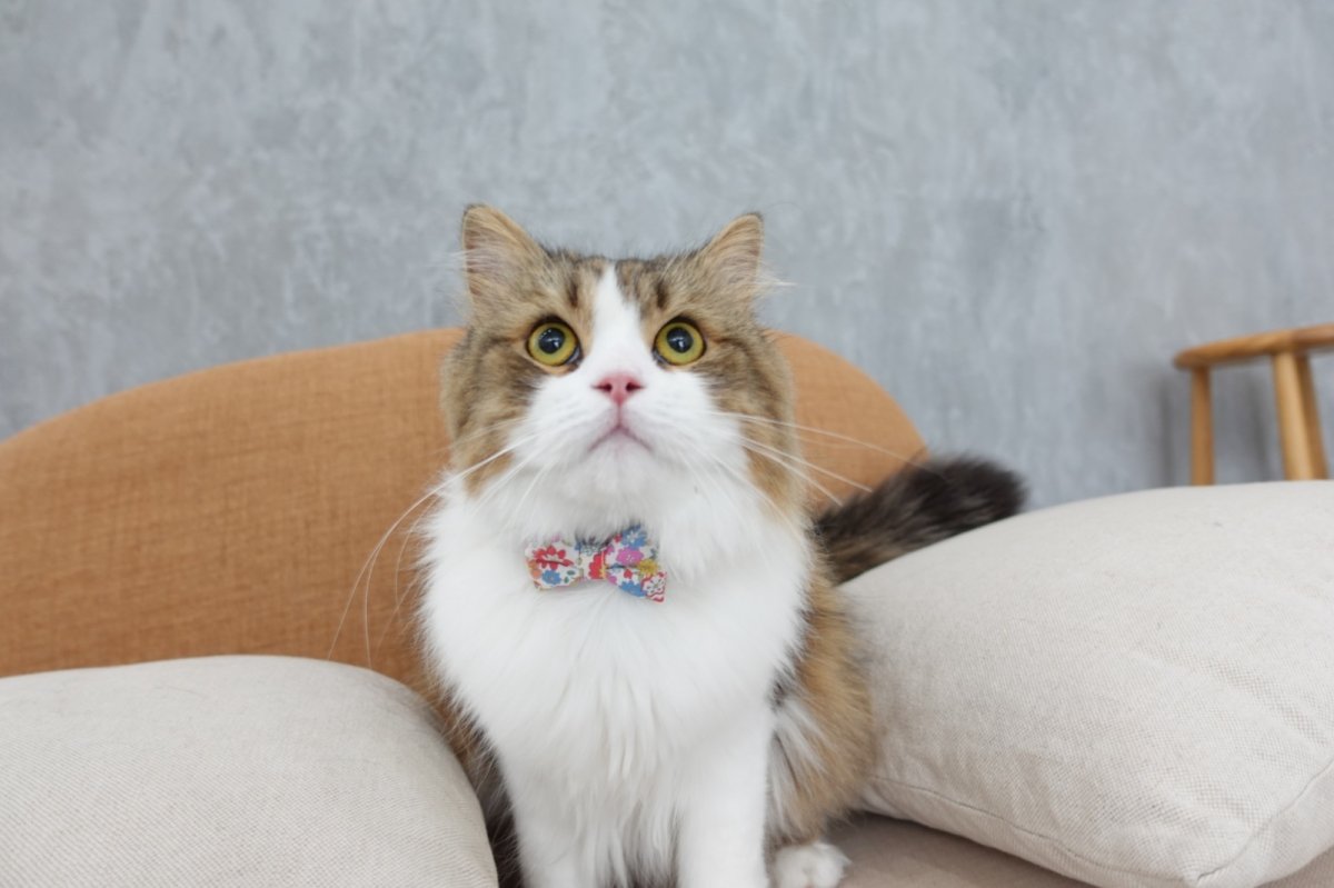 画像5: 大切な君に届けたい花束コレクションA柄・リボン猫首輪・（ブルー系小花柄リボン×ブルー系小花柄首輪） (5)