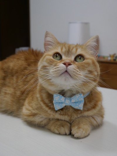 画像3: MODA・モダファブリックシリーズ・Dainty Meadow（デインティメドウ）・リボン猫首輪・（水色リボン×水色首輪）