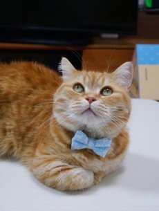 画像4: MODA・モダファブリックシリーズ・Dainty Meadow（デインティメドウ）・リボン猫首輪・（水色リボン×ピンクドット首輪） (4)