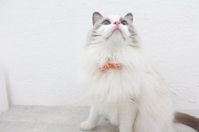 画像3: MODA・モダファブリックシリーズ・Ruby Star（ルビースター）・リボン猫首輪・（ピンク＆オレンジリボン×ブルー系小花柄首輪）