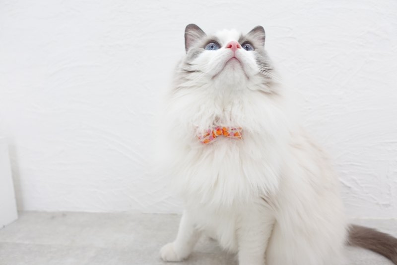 画像3: MODA・モダファブリックシリーズ・Ruby Star(ルビースター)・リボン猫首輪・(ピンク&オレンジリボン×ブルー系小花柄首輪)