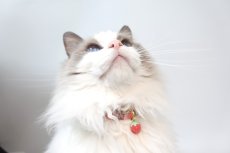 画像12: エアリーシュシュ「ミナペルホネンとLIBERTYが紡ぐファブリック」シュシュ猫首輪・猫首輪（Forest Wave /フォレスト・ウェーブ ）ブルー (12)