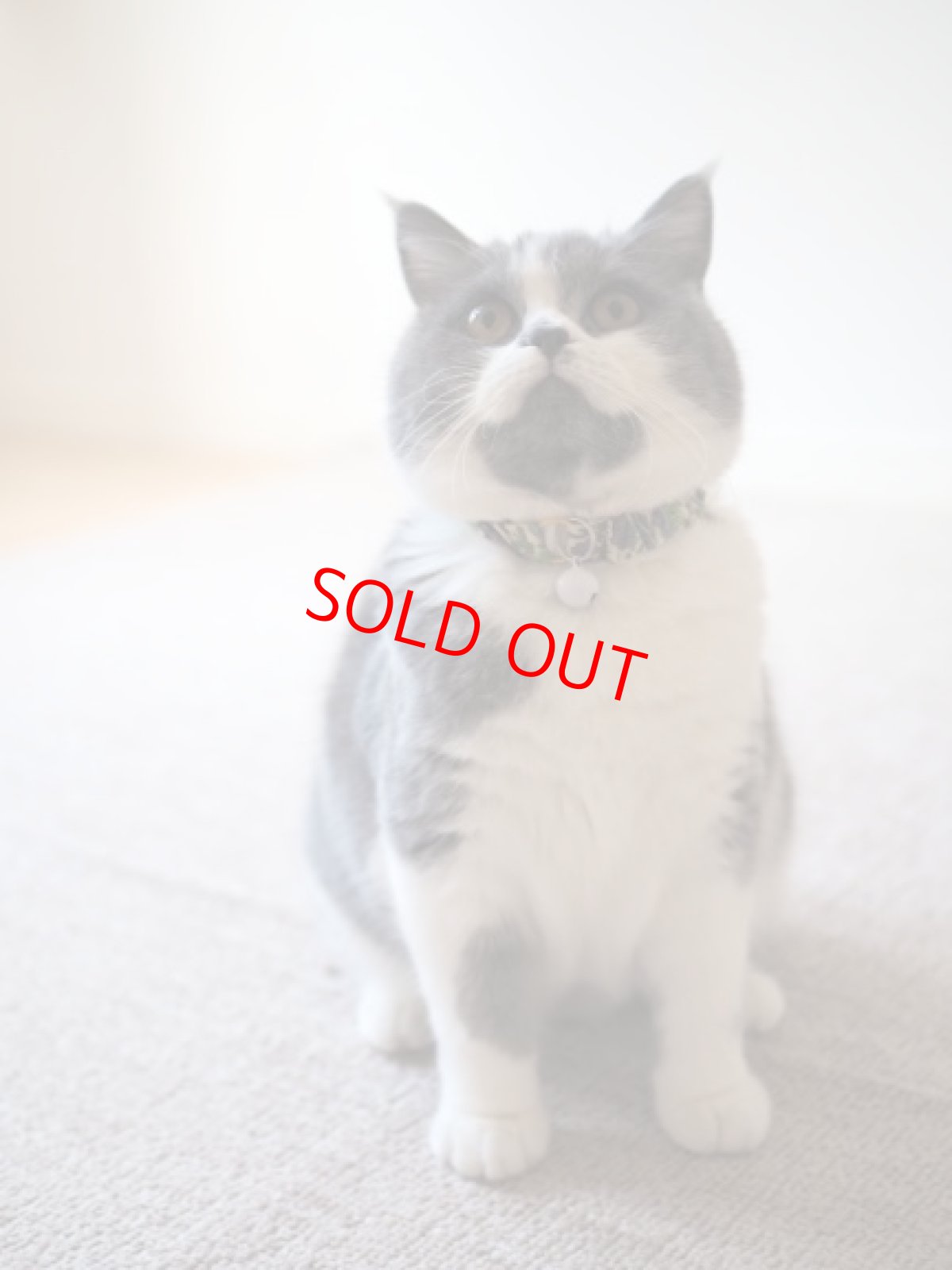 画像6: エアリーシュシュ・LIBERTYファブリック・シュシュ猫首輪・Emily（エミリー）グリーン×パープル (6)