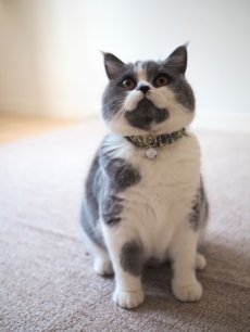 画像5: エアリーシュシュ・LIBERTYファブリック・シュシュ猫首輪・Emily（エミリー）グリーン×パープル (5)