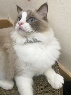 画像5: エアリーシュシュ「ミナペルホネンとLIBERTYが紡ぐファブリック」シュシュ猫首輪・猫首輪（Forest Wave /フォレスト・ウェーブ ）ピンク (5)
