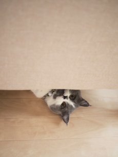 画像7: エアリーシュシュ・LIBERTYファブリック・シュシュ猫首輪・Emily（エミリー）グリーン×パープル (7)