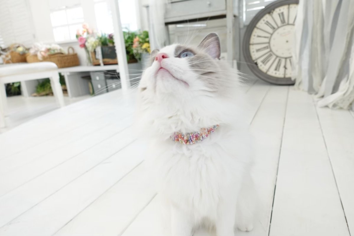 画像12: エアリーシュシュ「ミナペルホネンとLIBERTYが紡ぐファブリック」シュシュ猫首輪・猫首輪（Forest Wave /フォレスト・ウェーブ ）ピンク (12)