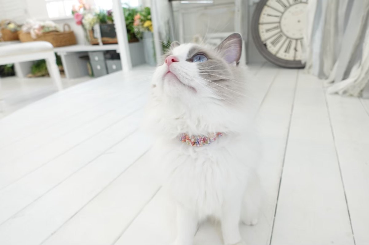 画像13: エアリーシュシュ「ミナペルホネンとLIBERTYが紡ぐファブリック」シュシュ猫首輪・猫首輪（Forest Wave /フォレスト・ウェーブ ）ピンク (13)