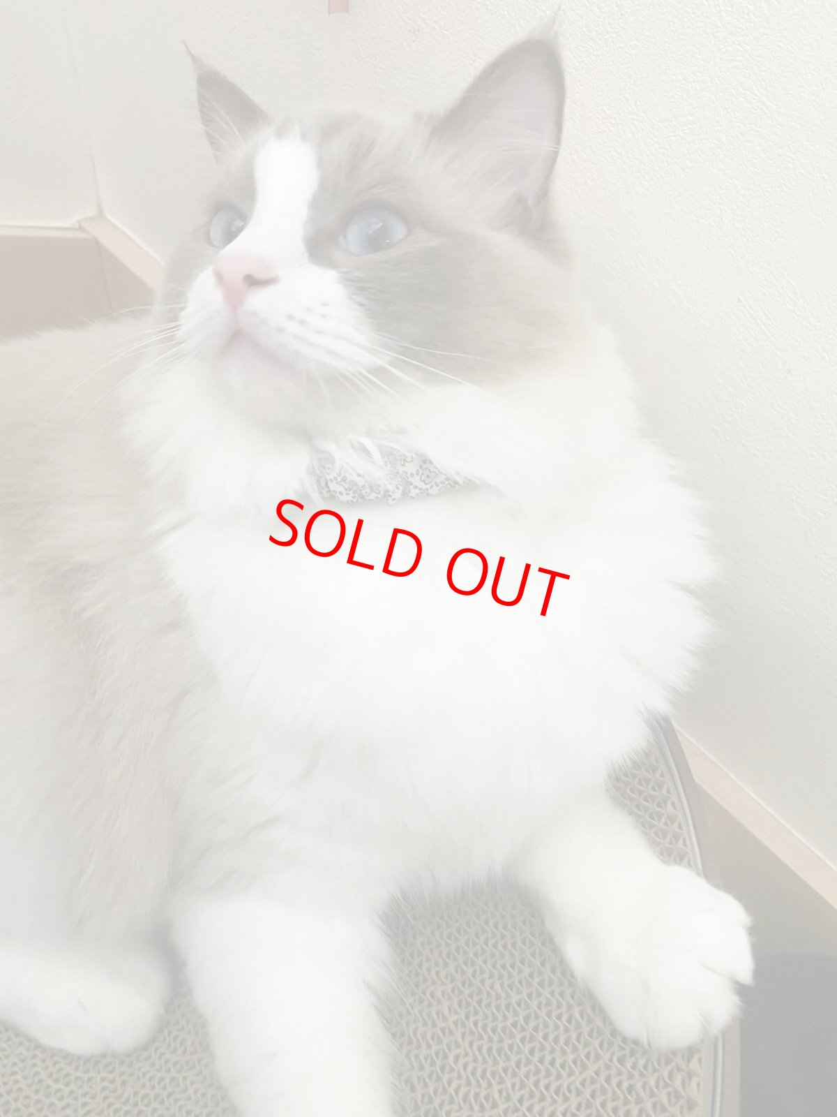 画像5: エアリーシュシュ「ミナペルホネンとLIBERTYが紡ぐファブリック」シュシュ猫首輪・猫首輪（Forest Wave /フォレスト・ウェーブ ）ブルー (5)