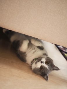 画像6: エアリーシュシュ・LIBERTYファブリック・シュシュ猫首輪・Emily（エミリー）グリーン×パープル (6)