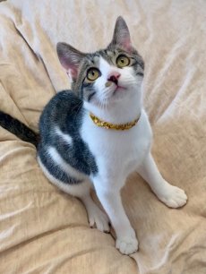 画像11: エアリーシュシュ「ミナペルホネンとLIBERTYが紡ぐファブリック」シュシュ猫首輪・猫首輪（Forest Wave /フォレスト・ウェーブ ）ピンク (11)