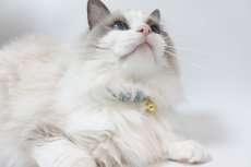 画像11: エアリーシュシュ「ミナペルホネンとLIBERTYが紡ぐファブリック」シュシュ猫首輪・猫首輪（Forest Wave /フォレスト・ウェーブ ）ブルー (11)