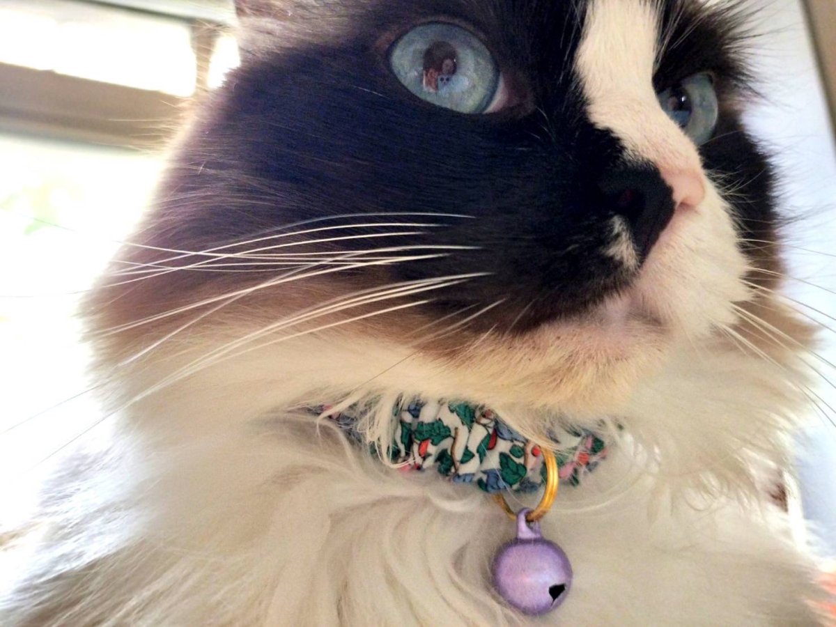 画像7: エアリーシュシュ・LIBERTYファブリック・シュシュ猫首輪・COLLEEN’S ORCHARD(コリーンズ・オーチャード)ブルー×オレンジ (7)