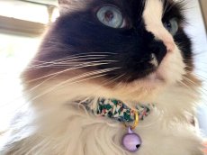 画像7: エアリーシュシュ・LIBERTYファブリック・シュシュ猫首輪・COLLEEN’S ORCHARD（コリーンズ・オーチャード）ブルー×オレンジ (7)