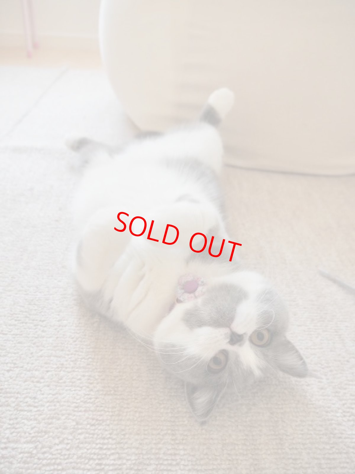 画像14: Petite Fleur/プチフルール/フラワーモチーフ猫首輪（グリーン） (14)