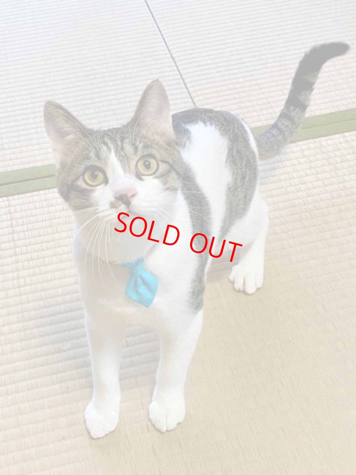 画像9: Nonbillieオリジナルボーダー柄/無地水色/ネクタイ首輪（オレンジ×イエロー×水色） (9)