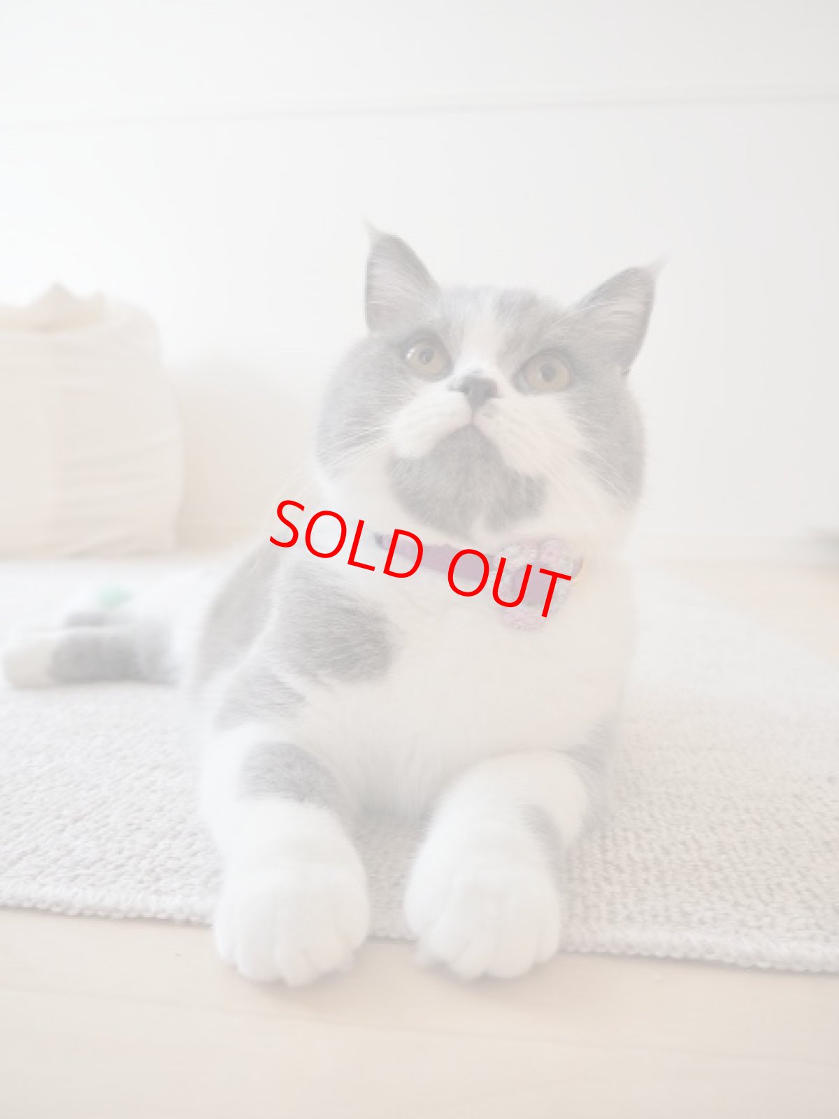 画像13: Petite Fleur/プチフルール/フラワーモチーフ猫首輪（水色） (13)