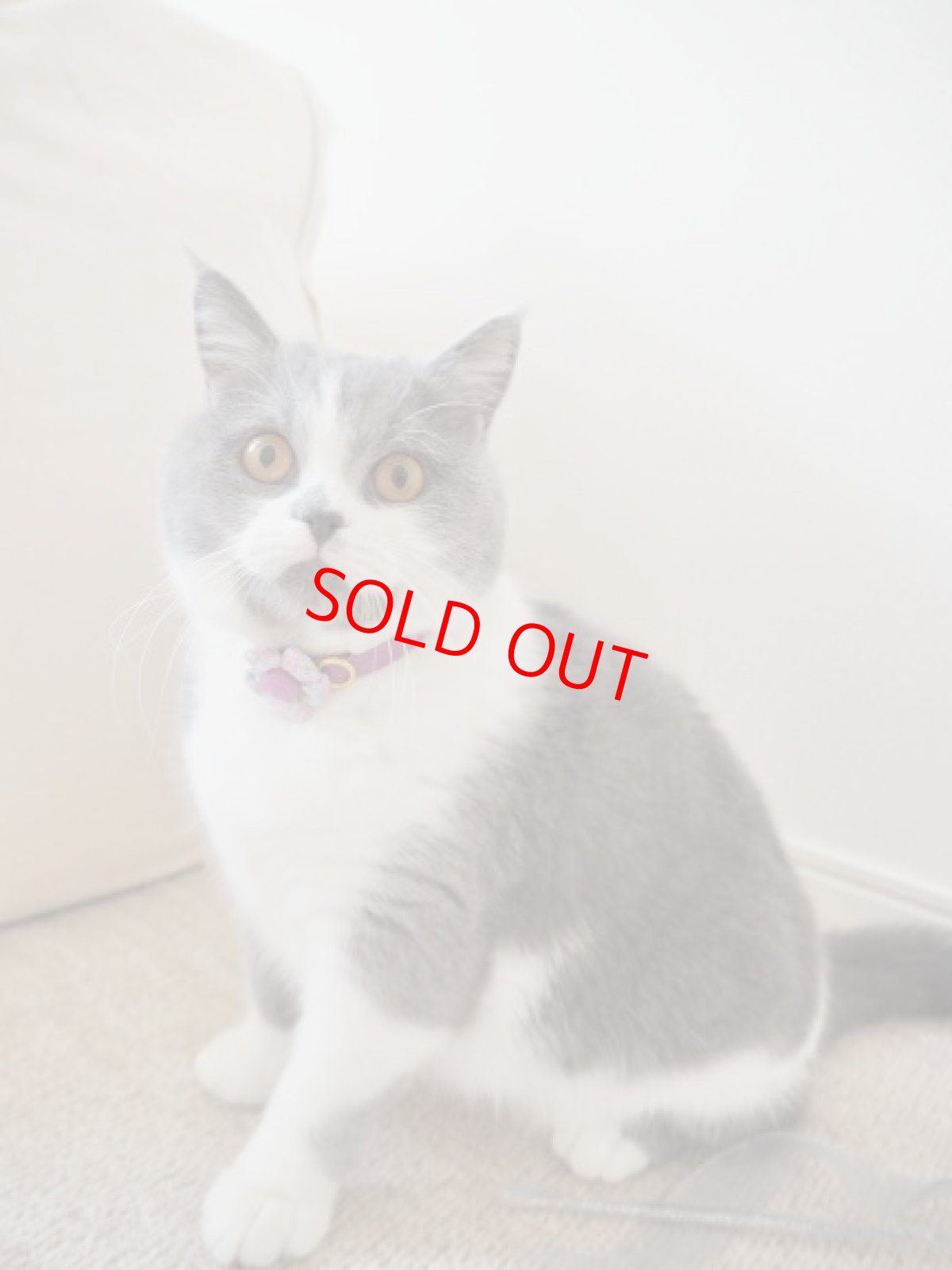 画像16: Petite Fleur/プチフルール/フラワーモチーフ猫首輪（ピンク） (16)