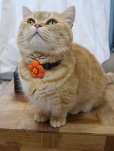 画像9: レトロフラワー・お花モチーフ首輪（赤首輪×オレンジ花びら） (9)