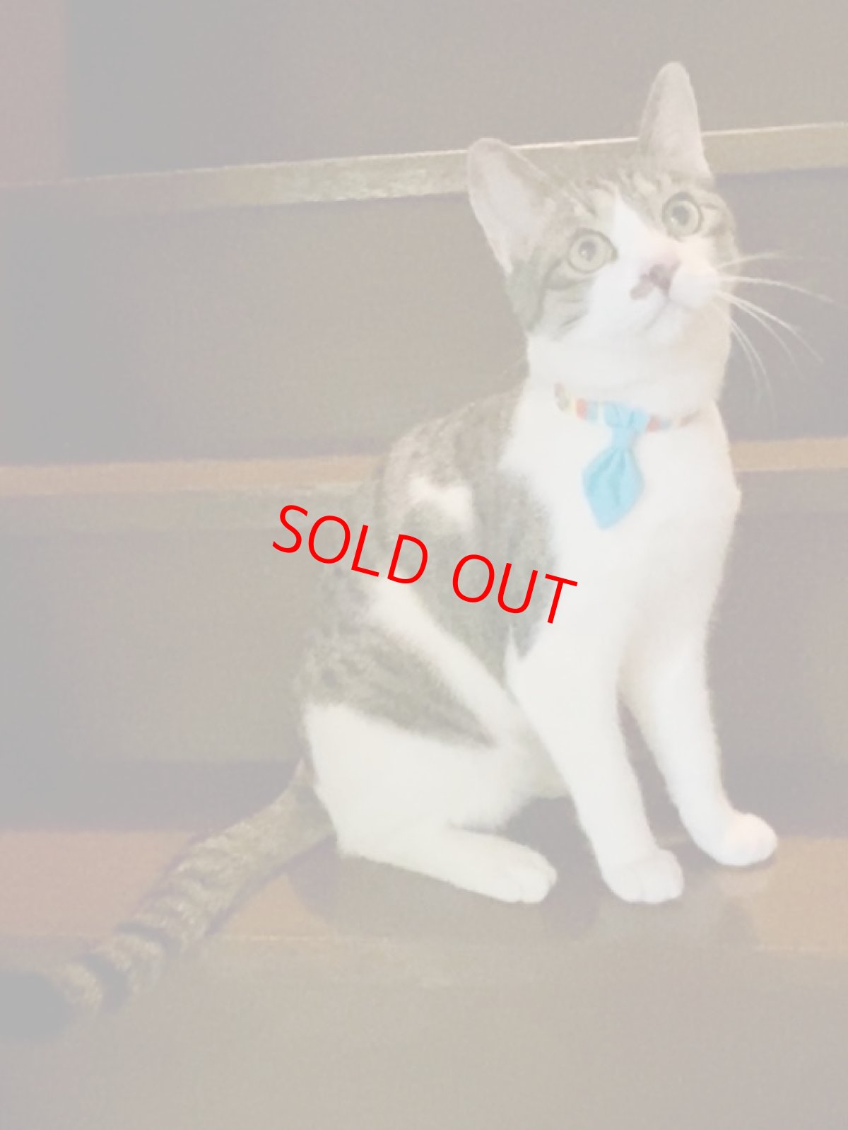 画像7: Nonbillieオリジナルボーダー柄/無地水色/ネクタイ首輪（オレンジ×イエロー×水色） (7)