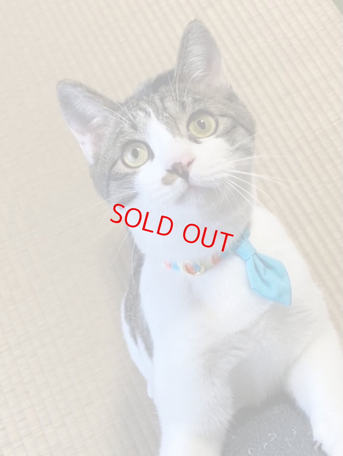 画像8: Nonbillieオリジナルボーダー柄/無地水色/ネクタイ首輪（オレンジ×イエロー×水色） (8)