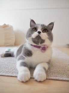 画像13: Petite Fleur/プチフルール/フラワーモチーフ猫首輪（グリーン） (13)
