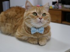 画像7: MODA・モダファブリックシリーズ・Dainty Meadow（デインティメドウ）・リボン猫首輪・（水色リボン×水色首輪） (7)