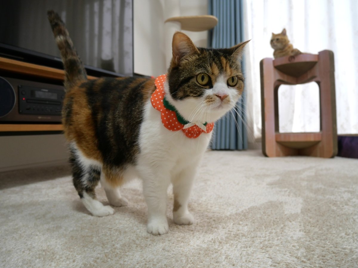 画像13: みかん・オレンジ衿/猫のスタイ首輪/ダブル衿【ショートタイプ】 (13)