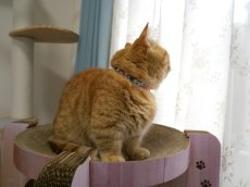 画像8: エアリー首輪・LIBERTY Fabrics・リバティ・ファブリックス猫首輪Betsy （ベッツィ）ディープピンク＆オレンジ (8)