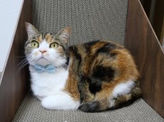 画像8: MODA・モダファブリックシリーズ・Dainty Meadow（デインティメドウ）・リボン猫首輪・（水色リボン×水色首輪） (8)