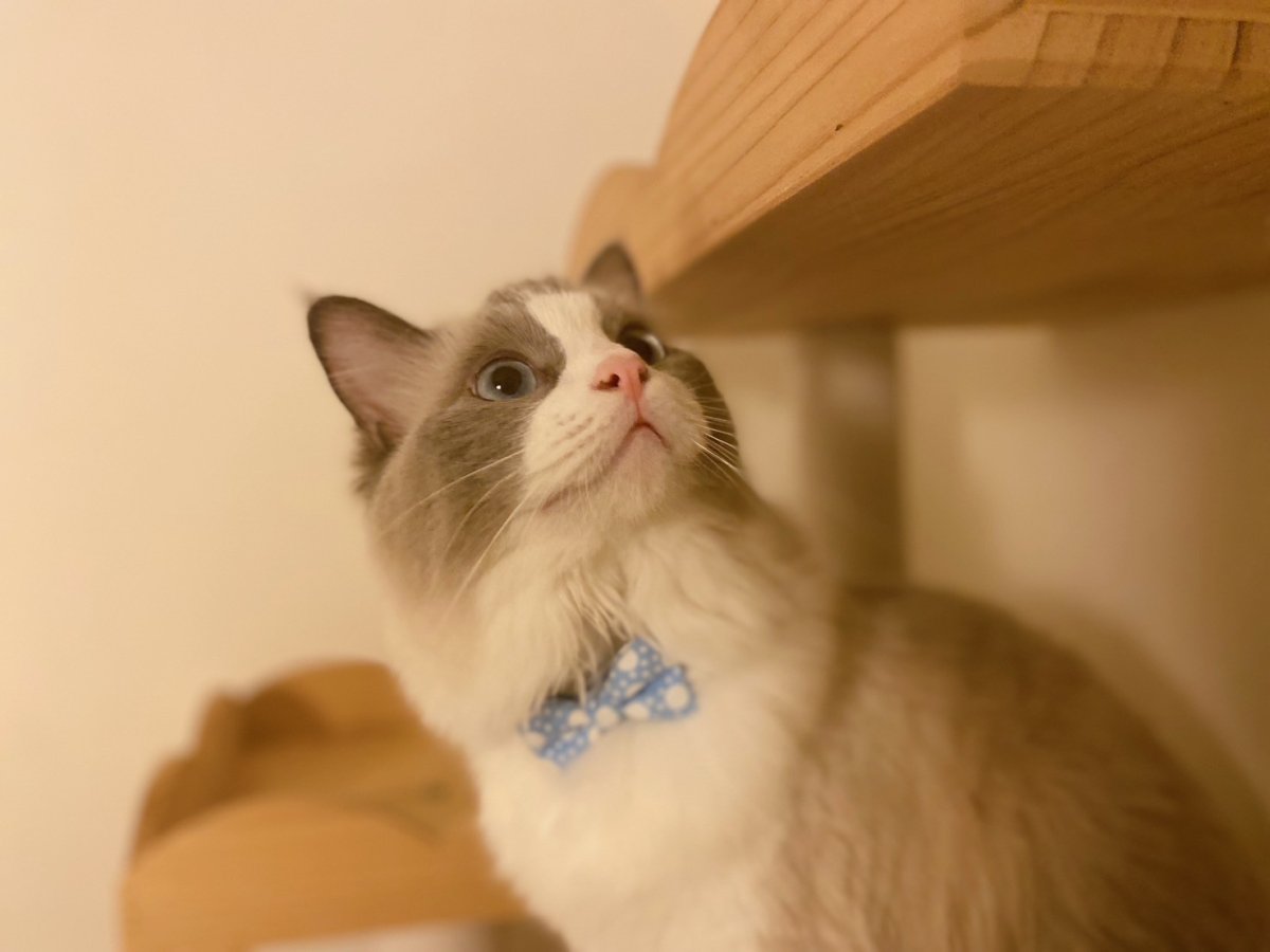 画像6: きらめく夏色ソーダコレクション/リボン猫首輪/レモン×ブルーハワイ (6)