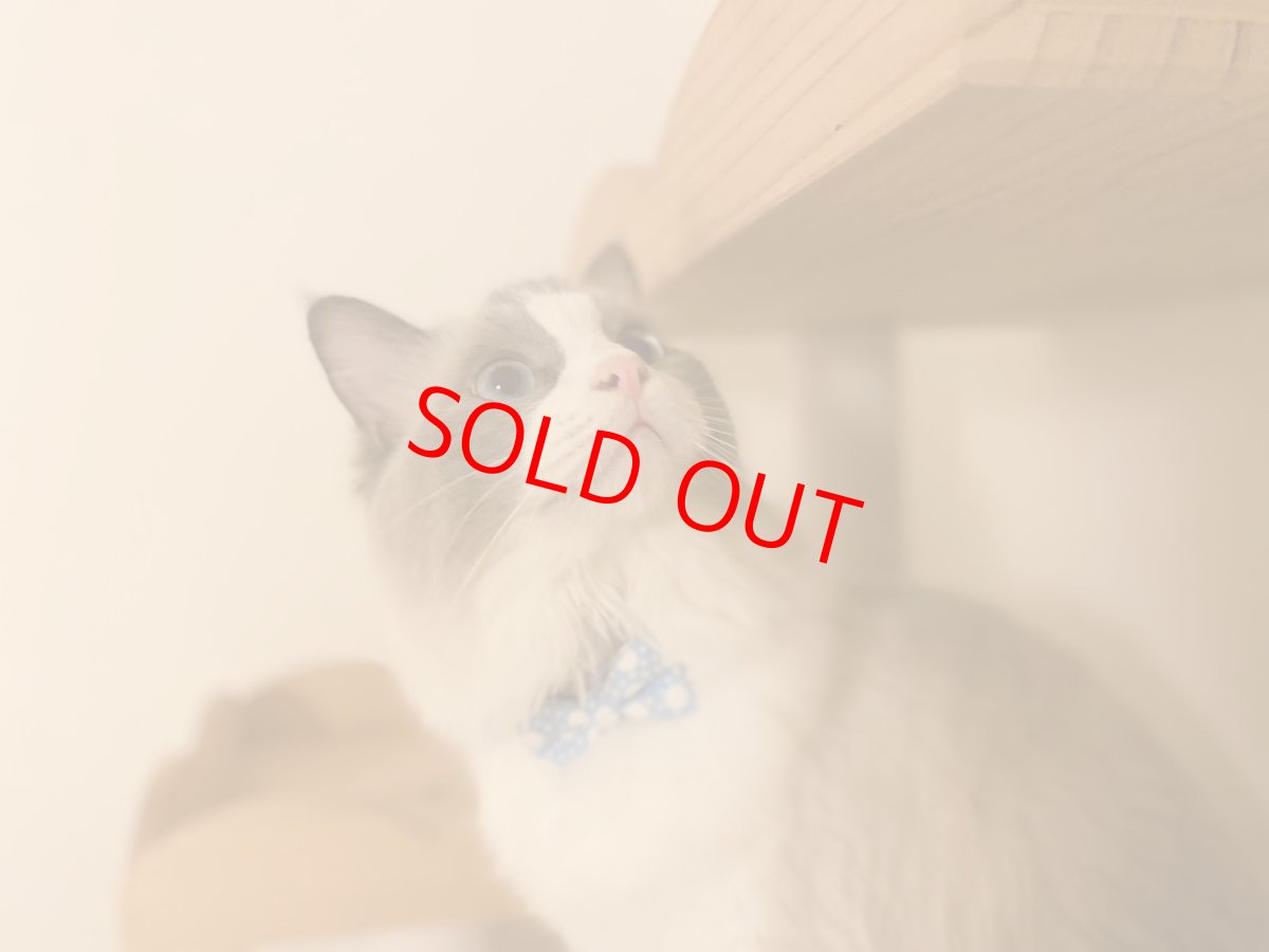 画像5: きらめく夏色ソーダコレクション/リボン猫首輪/ブルーハワイ (5)