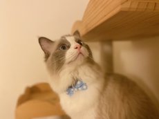 画像5: きらめく夏色ソーダコレクション/リボン猫首輪/レモン×ブルーハワイ (5)