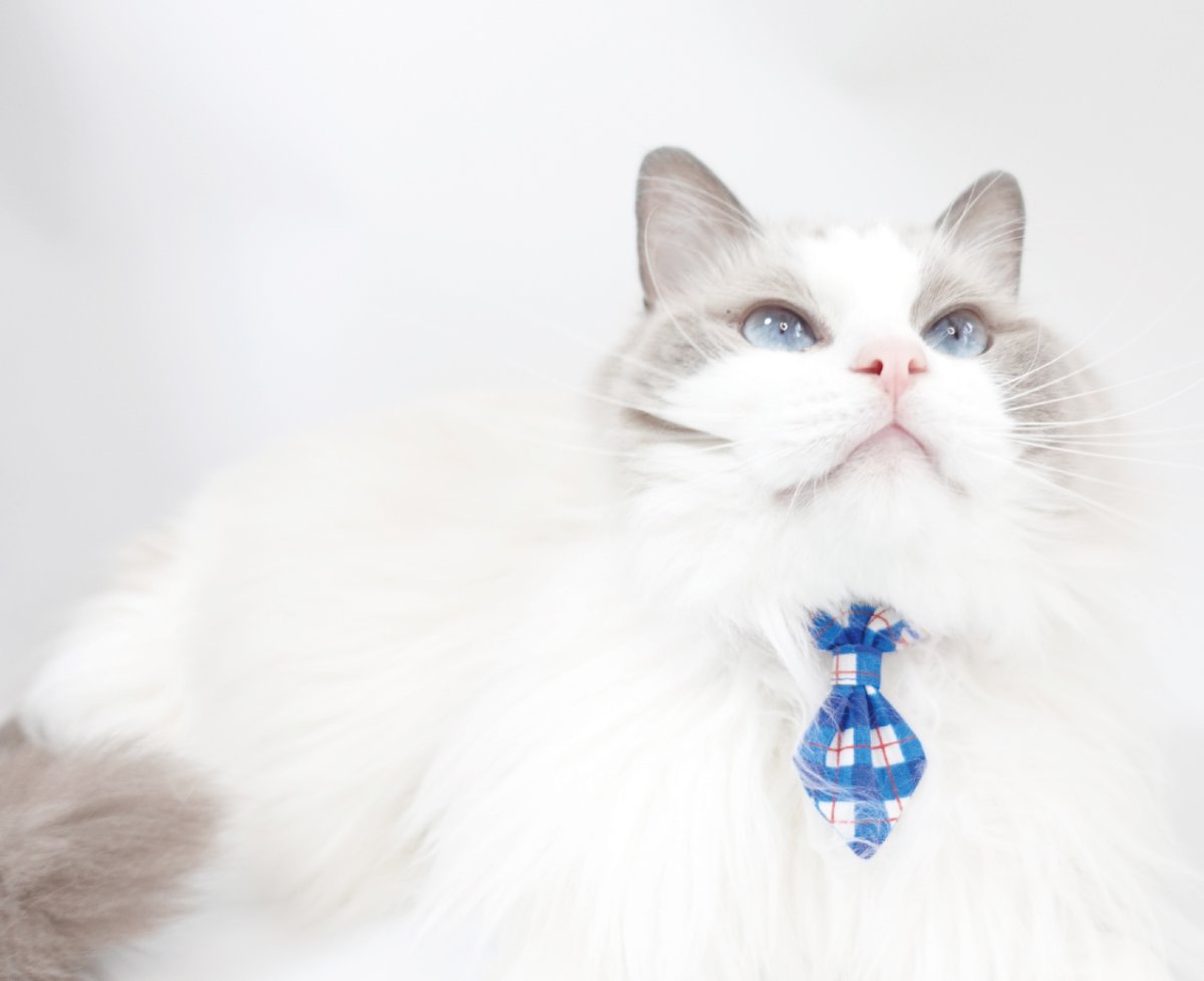 画像5: ビシっとネクタイコレクション/ミニネクタイ猫首輪/C柄 (5)