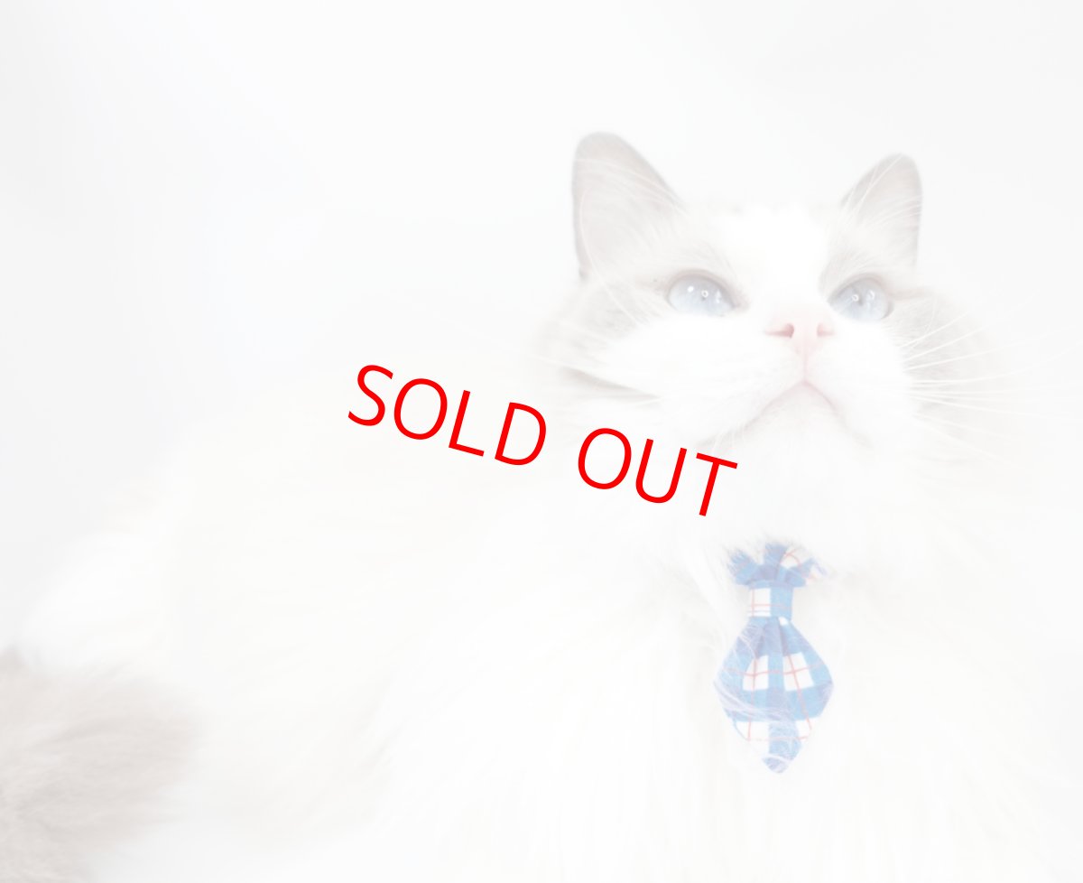 画像5: ビシっとネクタイコレクション/ミニネクタイ猫首輪/C柄 (5)