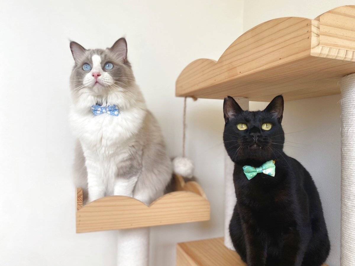 画像7: きらめく夏色ソーダコレクション/リボン猫首輪/レモン×ブルーハワイ (7)