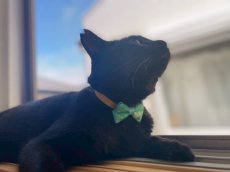 画像8: きらめく夏色ソーダコレクション/リボン猫首輪/レモン×クリームソーダ― (8)