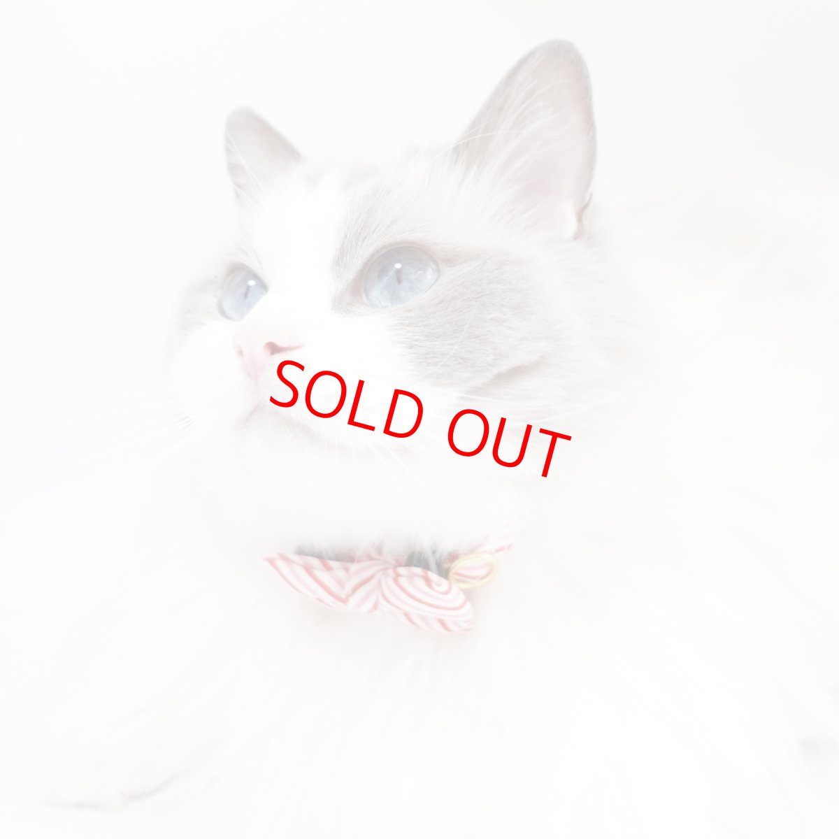 画像6: おめかし猫のおさんぽコレクション/Jタイプ/リボン猫首輪 (6)