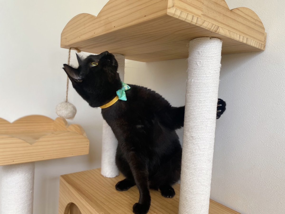 画像5: きらめく夏色ソーダコレクション/リボン猫首輪/クリームソーダ― (5)