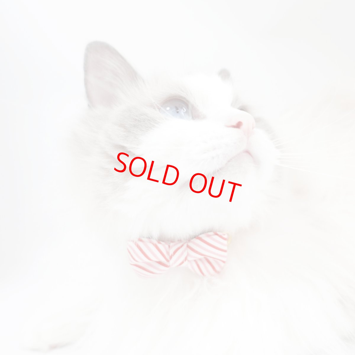 画像5: おめかし猫のおさんぽコレクション/Jタイプ/リボン猫首輪 (5)