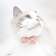 画像4: おめかし猫のおさんぽコレクション/Aタイプ/リボン猫首輪 (4)