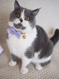 画像4: ひだまり猫のおひるねコレクション/リボン猫首輪/K柄 (4)
